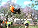 Tree Climbing 2 